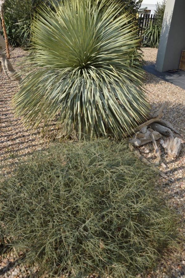 Apartment Palm Garden 2